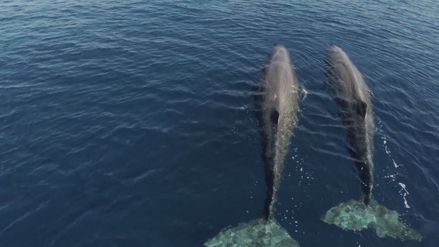 Aerial move over 2 sperm whales, slow motion close shot