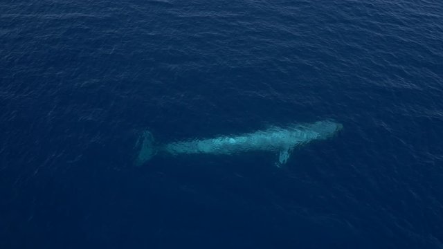 Aerial view of blue whale in perfect blue ocean