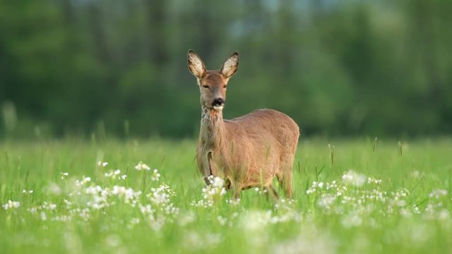 Wild female roe deer in a meadow during spring season