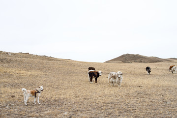 Naklejka na ściany i meble Cows and yak graze in wild pasture with a herding japanese akita inu dog in early spring in a mountainous area on a picturesque natural background on a clear day on a blue sky background.