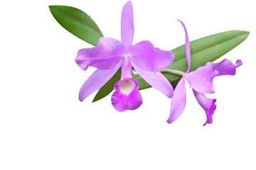 Bouquet of purple orchid flowers isolated on white background 