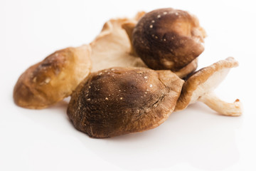 Shitake Mushroom on White Background
