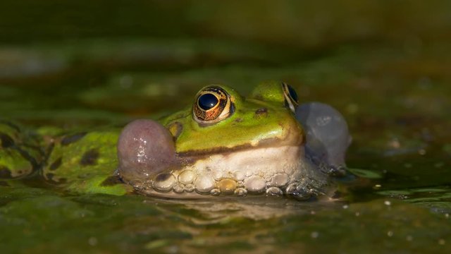 Green marsh frog (Pelophylax ridibundus) mating call
