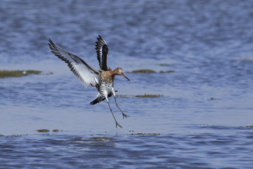 Black-tailed godwit (Limosa limosa)