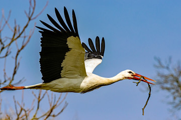 Stork Flyby