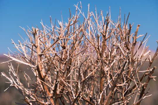 haloxylon. Saxaul tree in desert, spring morning, Kazakhstan, Haloxylon plants and sand dune. Shrub Saxaul grows in steppes of Central Asia