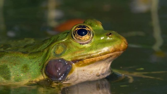 Green marsh frog (Pelophylax ridibundus) mating call