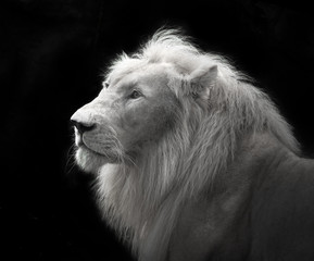 White lion in black backdrop.