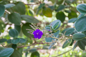 violet flower of the Tibouchina plant in summer