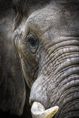 Teilportrait eines afrikanischen Elefanten im Addo National Park in Südafrika