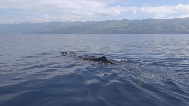 Sperm whale going for a dive, showing fluke, close to a boat on the Azores, close side shot