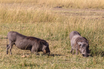 All my life on my knees. Warthogs in the Masai Mara. Kenya, Africa