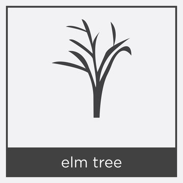 elm tree icon isolated on white background