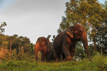 Fototapeta na wymiar Indian or asian elephant in thailand