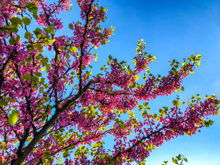 Blossom trees in the city park in the spring. Nature scene with sun in sunny day.  