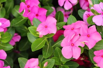 Fototapeta na wymiar Pink flower is beauty in the garden