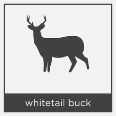 whitetail buck icon isolated on white background