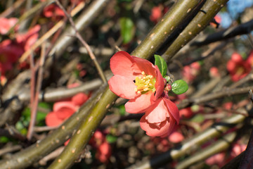 Red Flowers of Superba in Spring