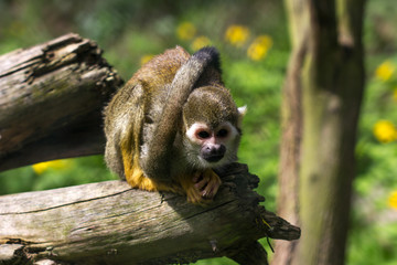 Squirrel monkey