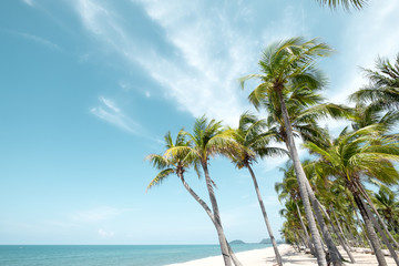 Fototapeta na wymiar Vintage tropical beach (seascape) with palm tree in summer. Landscape of coast. vintage effect color tone.