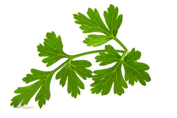 Fresh parsley, close-up, isolated on white background.