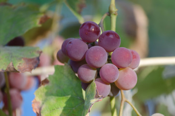 Ripe grape berries on the brunch in the garden