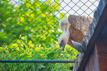 Naklejka premium Griffon vulture in captivity