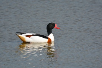  shelduck