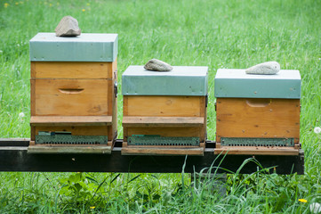 group of wooden beehives in a green meadow at spring