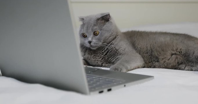 A gray cat is resting on the bed near the laptop.