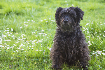 black schnauzer dog in the field of daisies