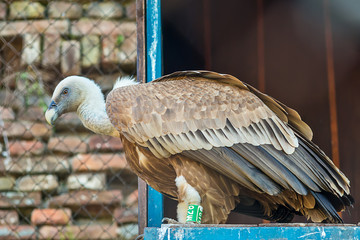 Naklejka premium Griffon vulture in captivity