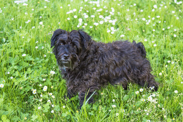 black schnauzer dog in the field of daisies