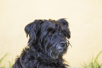 Naklejka na ściany i meble black schnauzer dog with yellow wall background