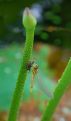 the emerging dragonfly / ハスのつぼみで羽化するトンボ