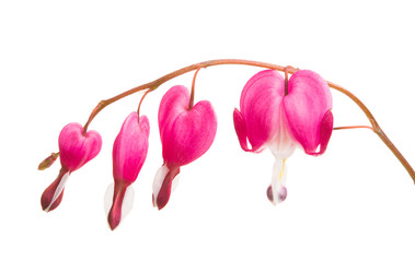 broken heart (Dicentra) isolated