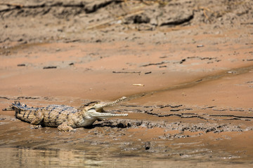 An Australian saltwater crocodile (Crocodylus porosus) on the muddy bank of a river in northern Australia
