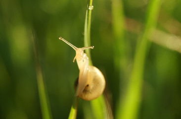 Snail on a grass blade on a sunny day close-up