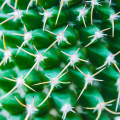 Background of cactus spines texture