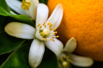 Neroli flowers and bright orange fruit