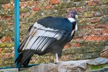 andean condor in captivity