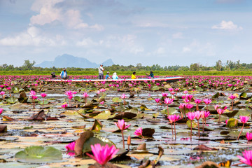 Obraz premium Boat trip in Thale Noi pink lotus view point in wetlands Thale Noi, Phatthalung Province, Thailand