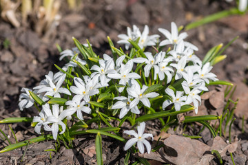 white chionodoxa in the spring