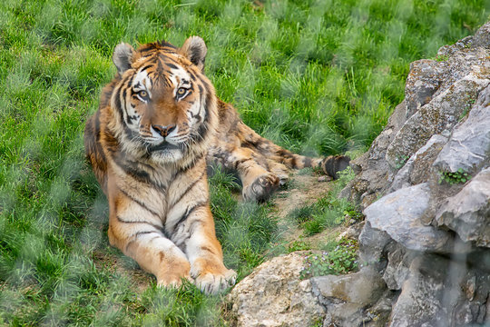 Bengal tiger (Panthera tigris tigris) in Captivity