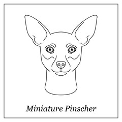 Isolated black outline head of Miniature Pinscher on white background. Line cartoon breed dog portrait.