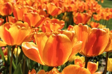 A flower bed of orange tulips at the tulips festival in Istanbul 