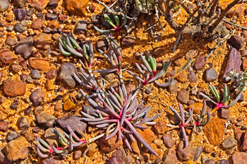 Multi-coloured desert plant
