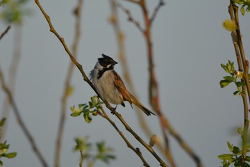reed bunting