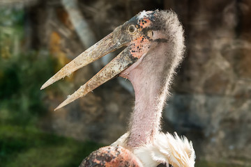 Naklejka premium Marabou stork portrait in captivity