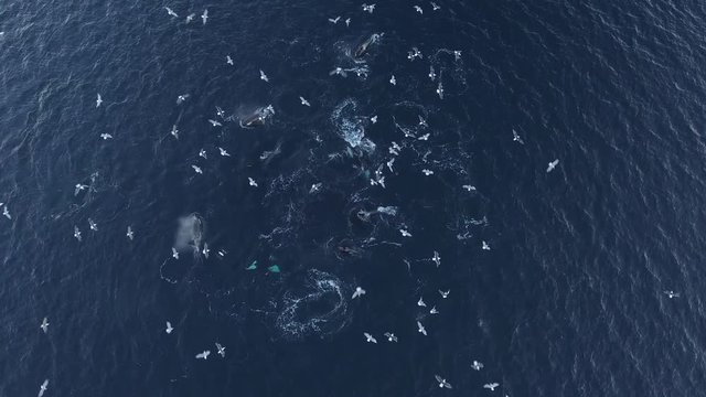 Aerial view of a pod of Orcas hunting herring in northern Norway waters, top down shot